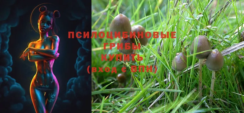 Псилоцибиновые грибы MAGIC MUSHROOMS  Ардатов 